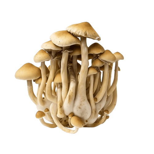 Growkit Cascadian Teacher