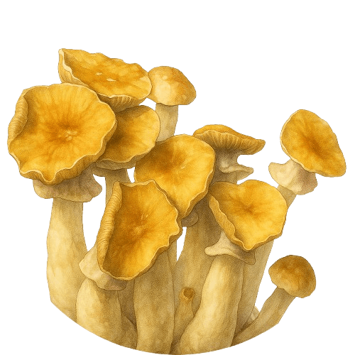 Growkit Golden Teacher