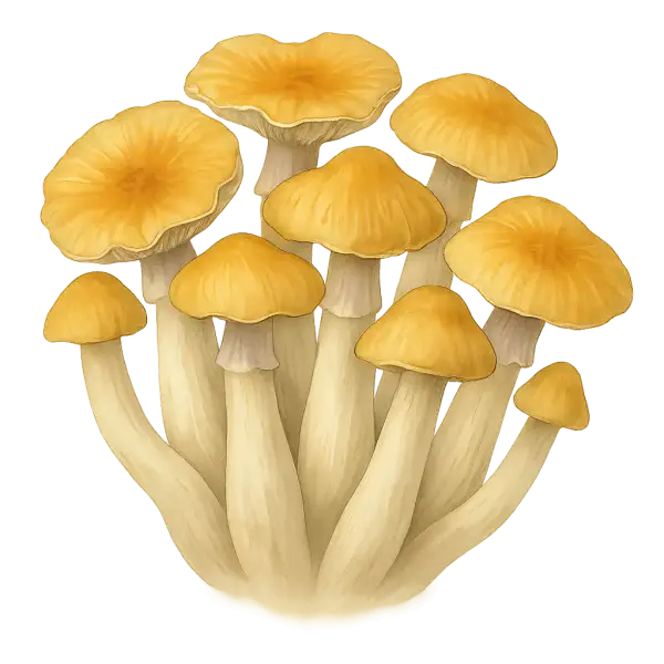 Growkit Golden Teacher
