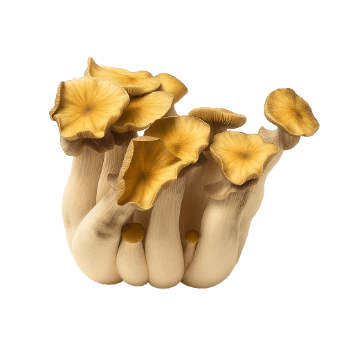 Growkit Golden Teacher