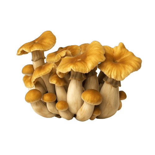 Growkit Hillbilly Pumpkin