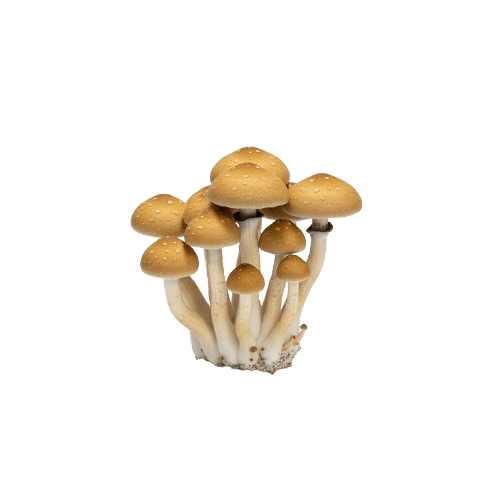 Growkit Jedi Mind Fuck