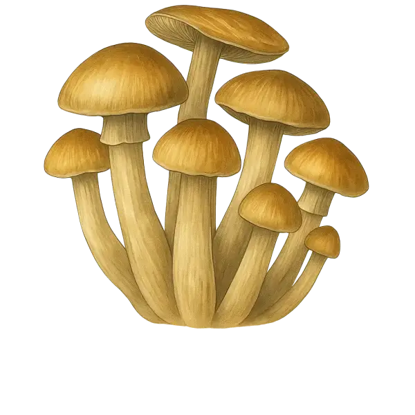 Growkit McKennaii