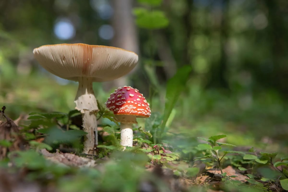 Wygląd i budowa grzyba Amanita Muscaria - Muchomor Czerwony