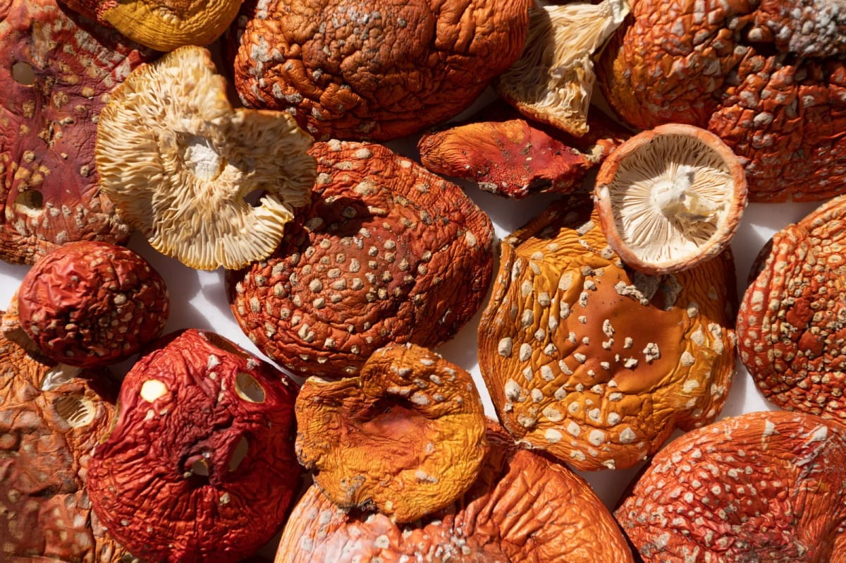 Suszone grzyby Amanita Muscaria - Muchomor Czerwony