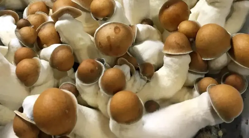 Grzyby Penis Envy: Właściwości i Działanie