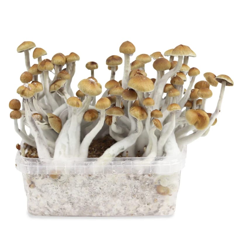 Psilocybe Cubensis Mazatapec - growkit wygląd