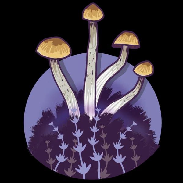 Growkit Growkit Mazatapec