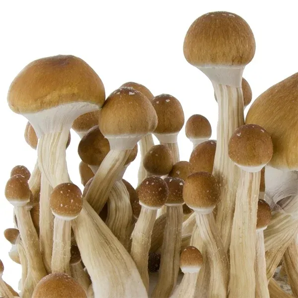 psilocybe cubensis mckennaii