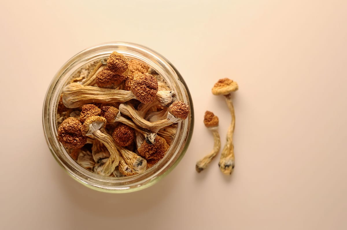 Psilocybe Cubensis (Łysiczka Kubańska) zawiera związki psychoaktywne