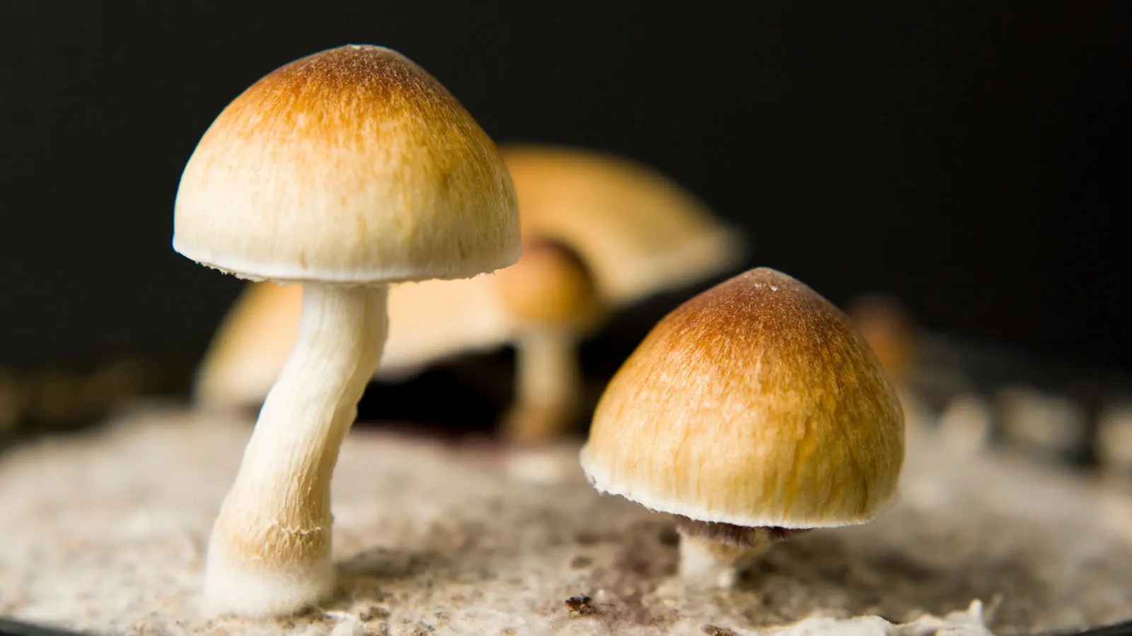 Grzyb Psilocybe Cubensis (Łysiczka Kubańska) charakterystyczna budowa