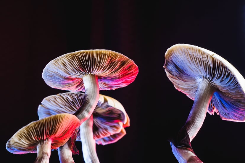 Odmiany grzybów psylocybinowych Golden Teacher