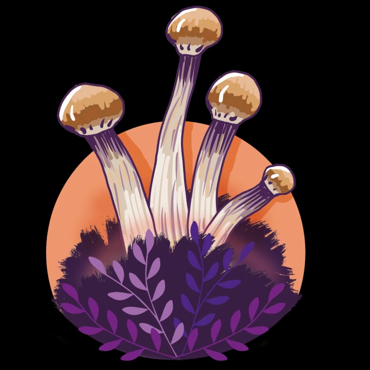 Growkit B+ - Image 1