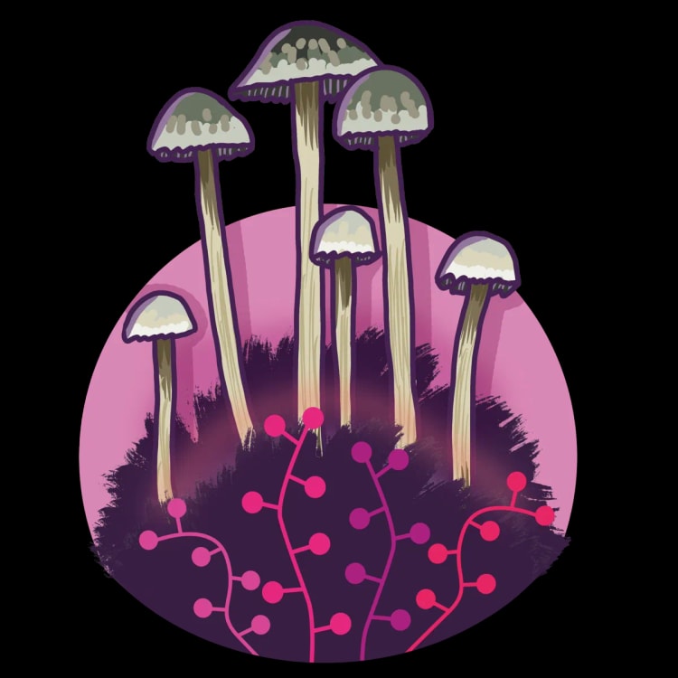 Growkit Hawaiian (Copelandia Cyanescens) - Image 1