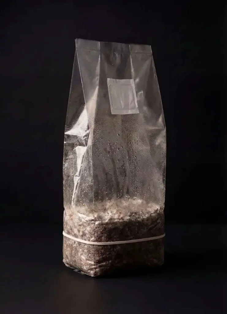 Zdjęcie produktu growkitu Psilocybe Cubensis