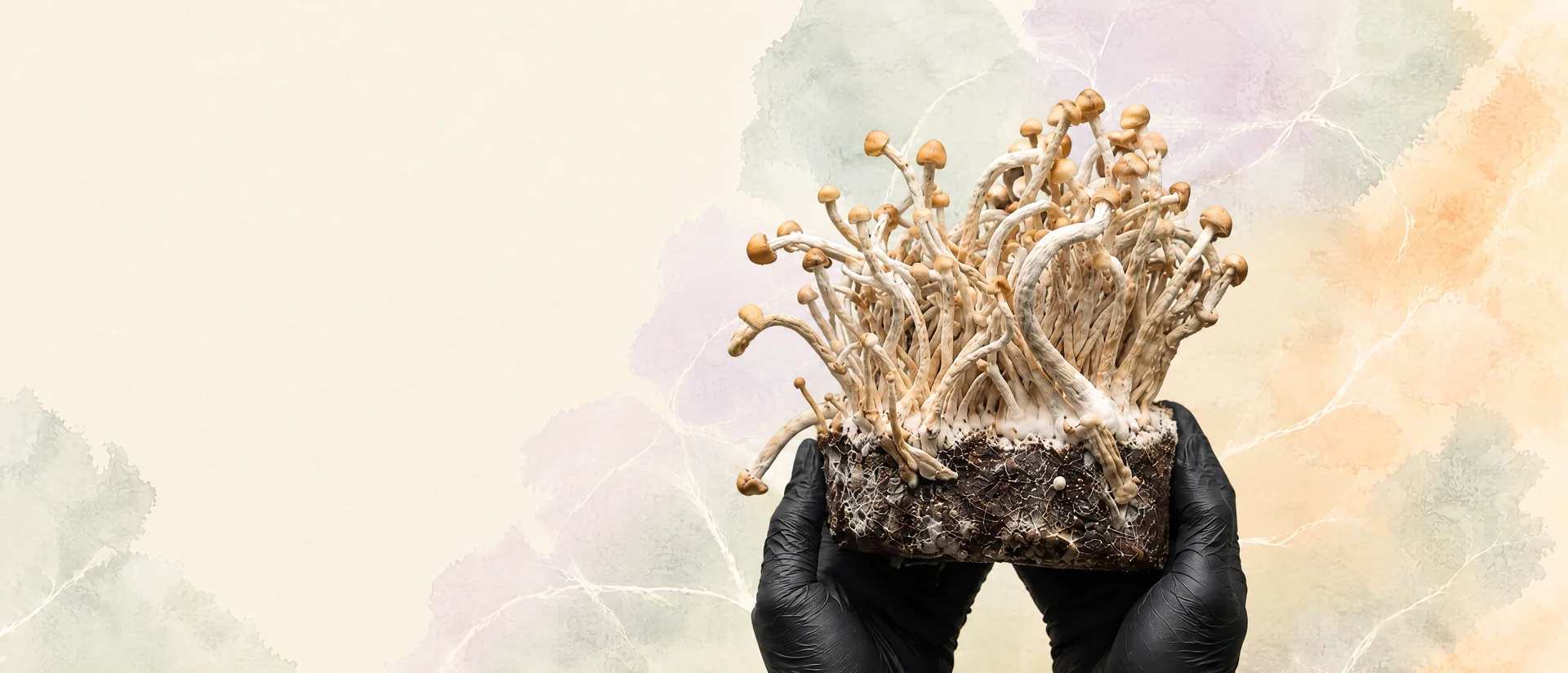 Dłonie w czarnych rękawiczkach trzymają growkit Shroomsy z gęstym wysypem grzybni i owocników